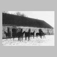 059-0195 Zweijaehrige Trakehnerfohlen im Auslauf des grossen Pferdestalls auf dem Schaeferberg in Langendorf 1929.jpg